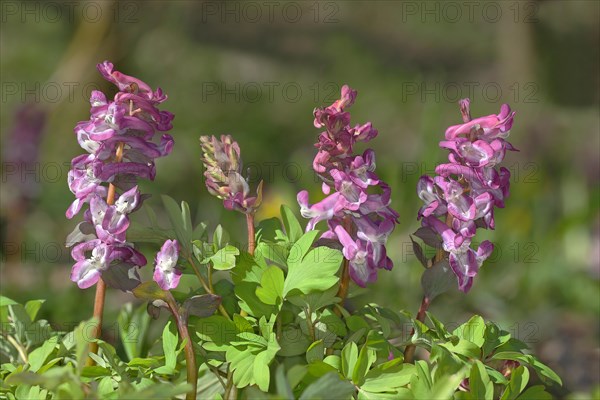 Hollowroot (Corydalis cava)