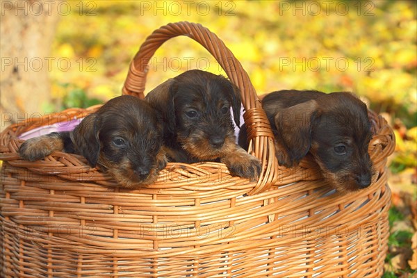 Dachshund (Canis lupus familiaris) puppies sitting in basket
