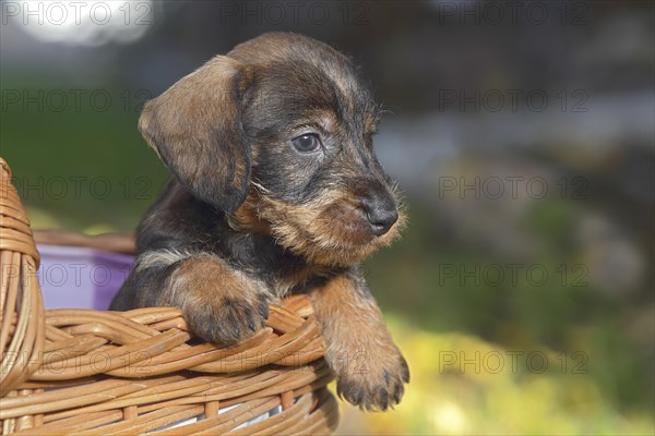 Dachshund (Canis lupus familiaris) puppy sitting in basket