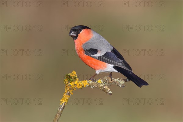 Bullfinch (Pyrrhula pyrrhula) male sitting on a branch with lichen