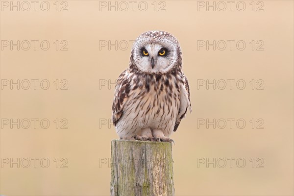 Short-eared Owl (Asio flammeus) sitting on old fence post