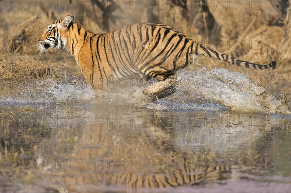 Wild Bengal Tiger or Indian Tiger (Panthera tigris tigris) charging through the water of a lake
