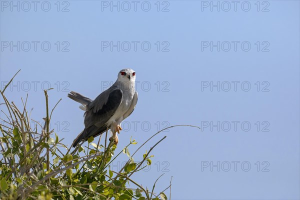 Black Shouldered Kite (Elands maxillaries)