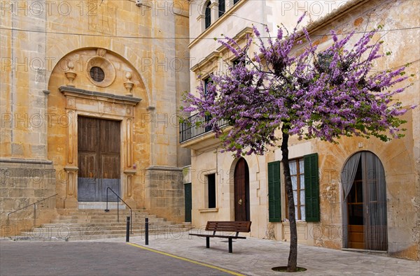 Judas tree (Cercis siliquastrum) at the church in Santanyi