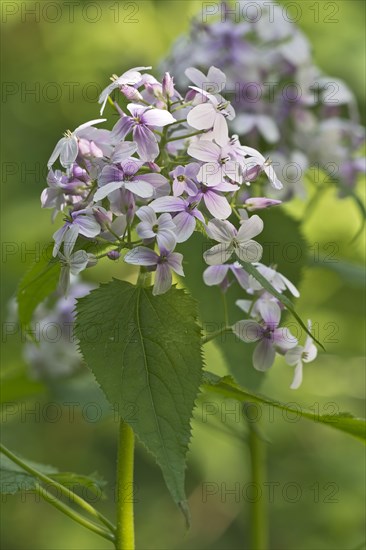 Perennial Honesty (Lunaria rediviva)