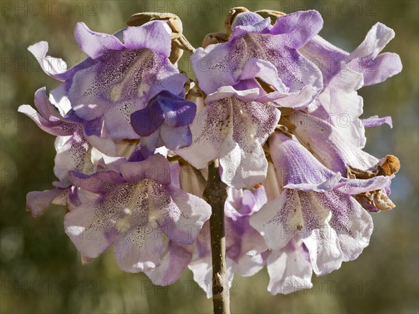 Paulownia imperialis (Paulownia tomentosa