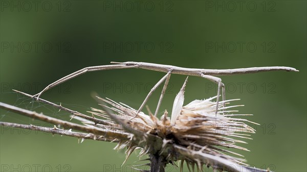 French Stick Insect (Clonopsis gallica)