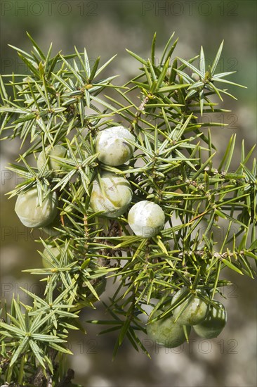 Common juniper (Juniperus communis)