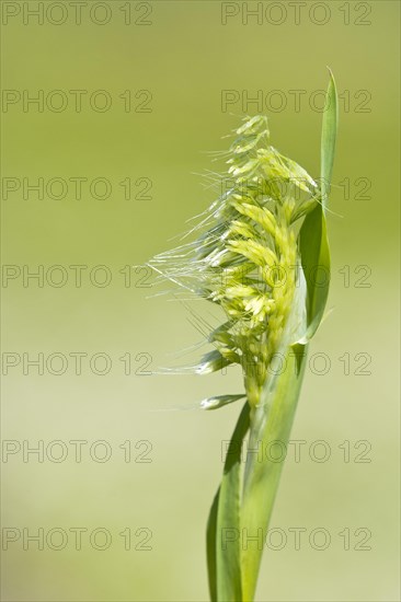 Golden dog's-tail (Lamarckia aurea)