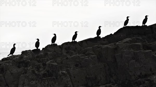 Seven great cormorants (Phalacrocorax carbo) on rocky ground by the sea