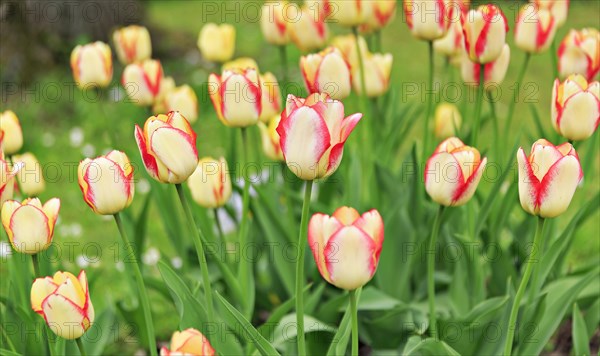 Blooming tulips (Tulipa)