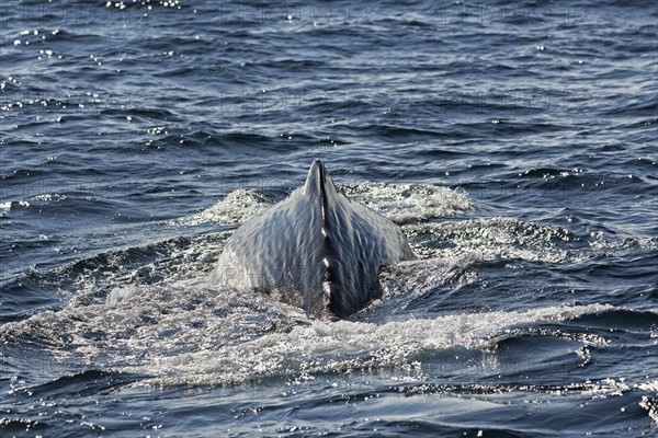 Sperm whale (Physeter macrocephalus syn. Physeter catodon)