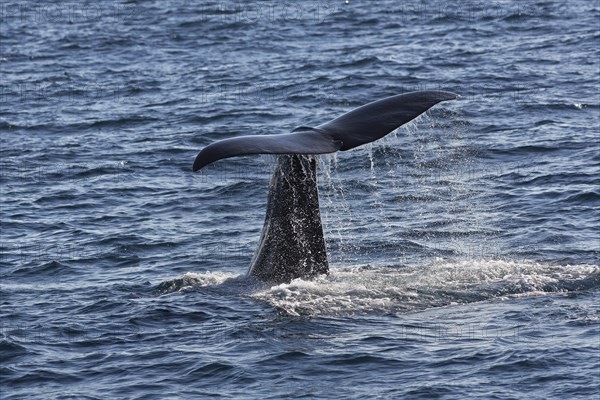Sperm whale (Physeter macrocephalus Physeter or catodon)