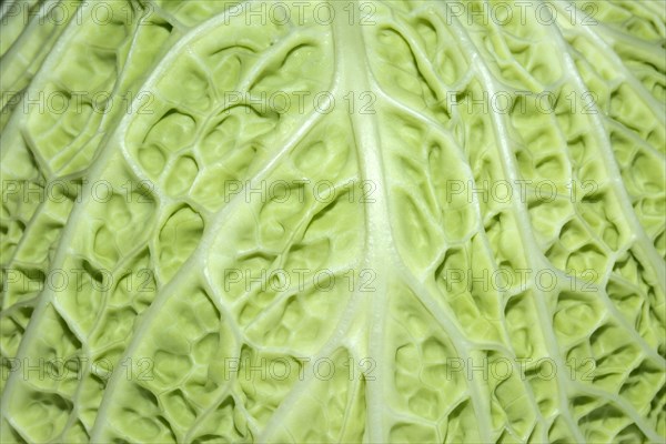 Close up of savoy cabbage leaf (Brassica oleracea)