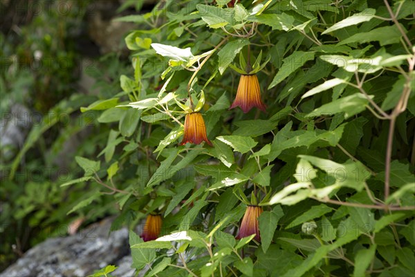 Flower of the Canary Bellflower (Canarina canariensis)