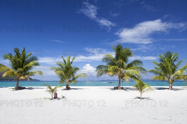 Palm trees on a beach