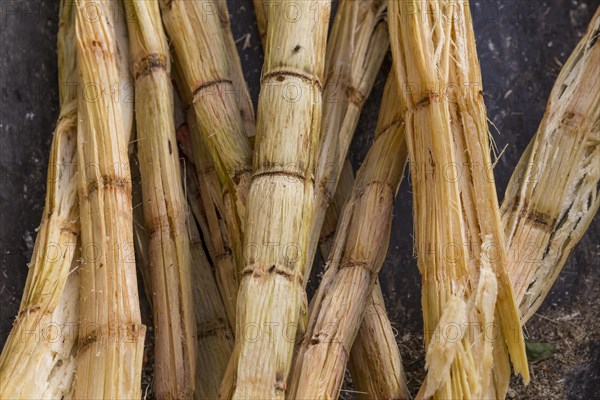 Sugarcane (Saccharum officinarum)