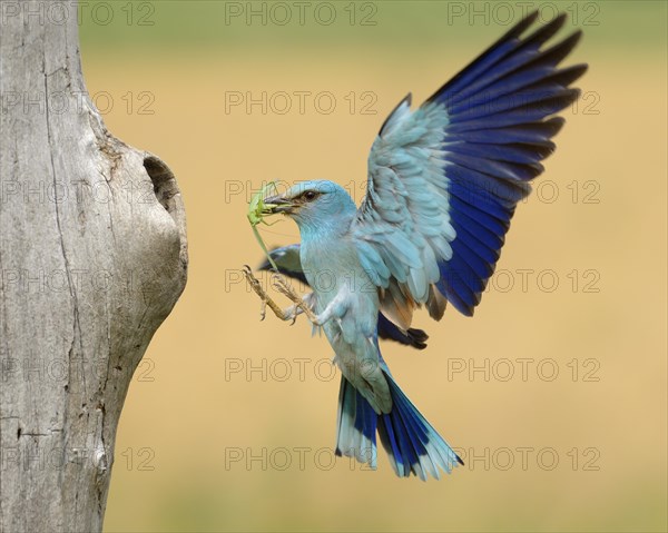 European roller (Coracias garrulus)