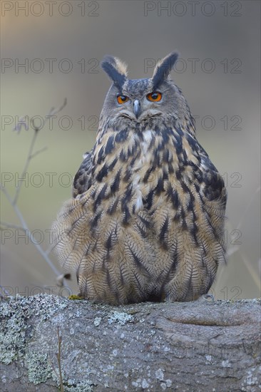 Eurasian eagle-owl (Bubo bubo)