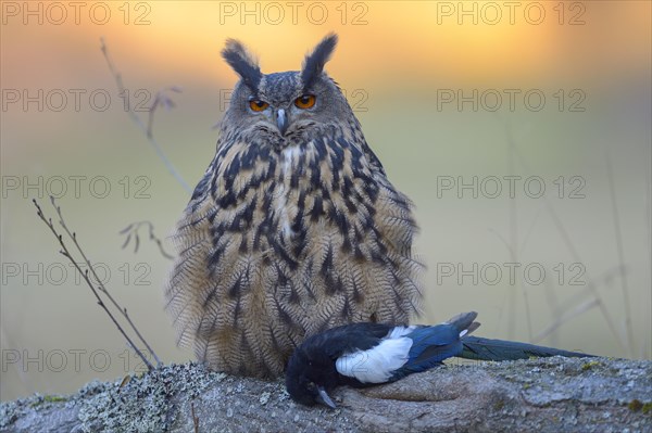 Eurasian eagle-owl (Bubo bubo)