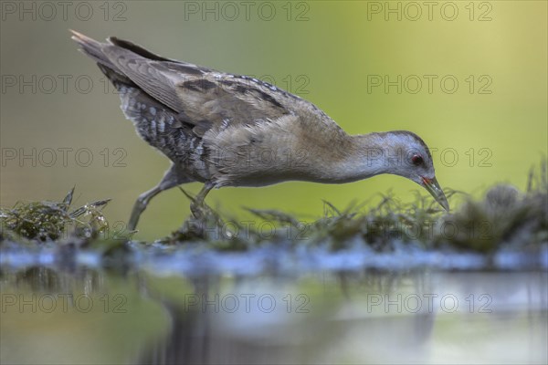 Little Crake (Porzana parva)