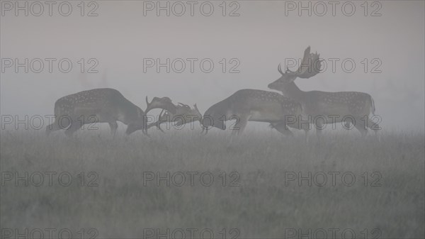 Fallow deer (Dama dama)