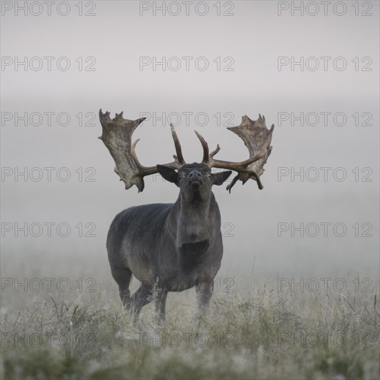 Fallow deer (Dama dama)