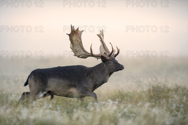 Fallow deer (Dama dama)