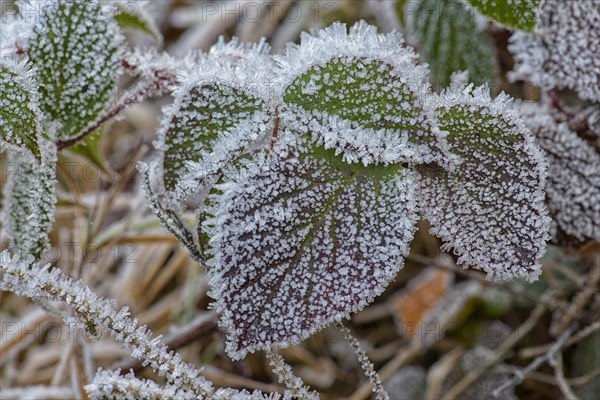 Autumnal blackberry leaves (Rubus sectio Rubus) covered with hoarfrost
