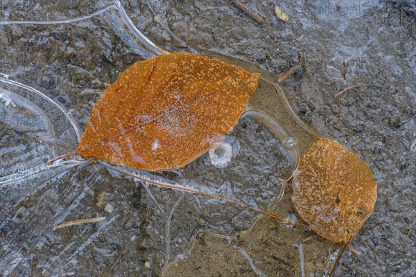 Birches leaves in a frozen puddle
