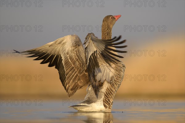 Greylag goose (Anser anser)
