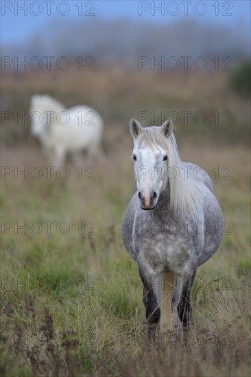 Camargue horse