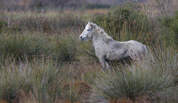 Camargue horse