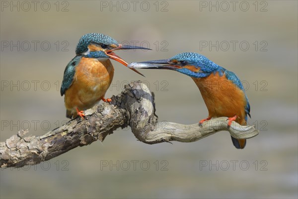 Kingfisher (Alcedo atthis)
