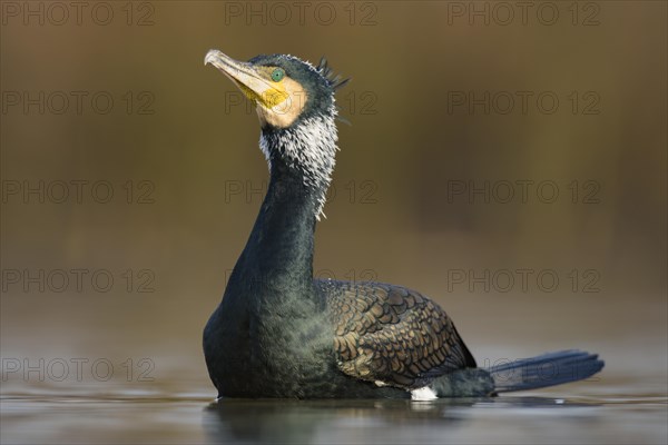 Cormorant (Phalacrocorax carbo)