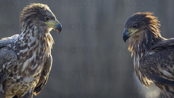 White-tailed eagle (Haliaeetus albicilla)