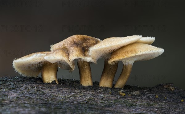 Winter polypore (Polyporus brumalis) on deadwood