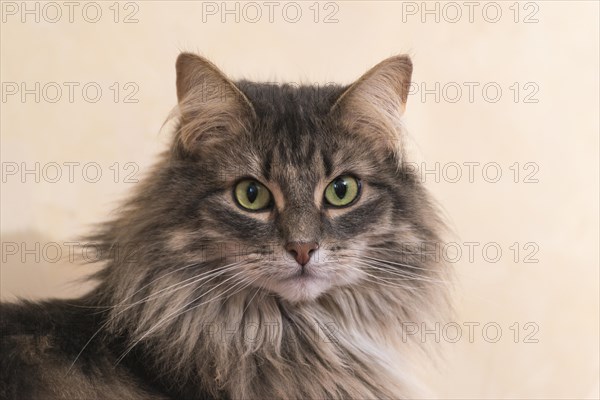 Norwegian Forest Cat