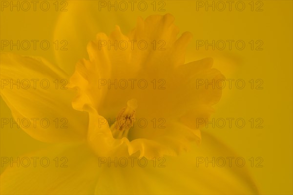 Yellow wild daffodil (Narcissus pseudonarcissus)