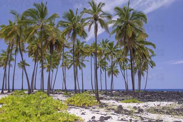 Palms
