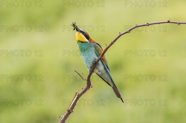 European bee-eater (Merops apiaster)