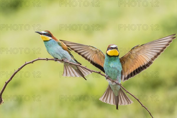 European bee-eater (Merops apiaster)