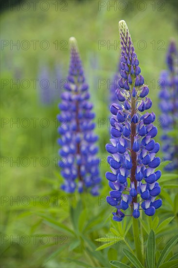 Garden Lupin (Lupinus polyphyllus)