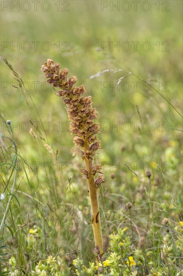 Large broomrape (Orobanche elatior)