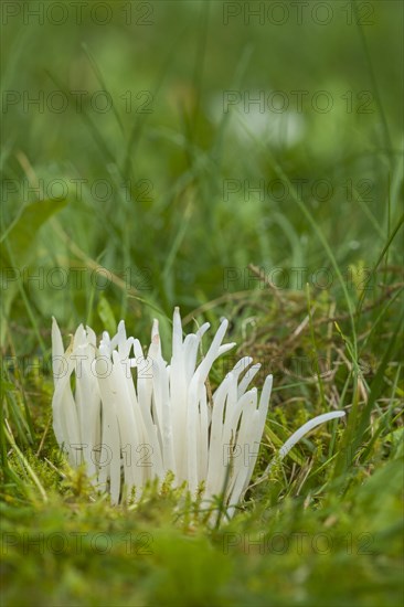 Clavaria falcata (Clavaria falcata)