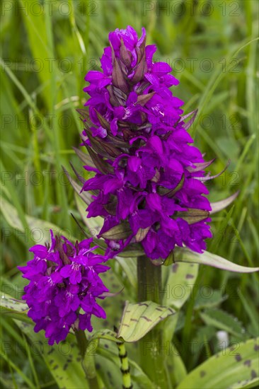 Marsh Orchid (Dactylorhiza majalis)