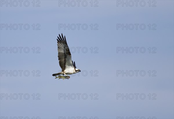 Osprey (Pandion haliaetus) in flight