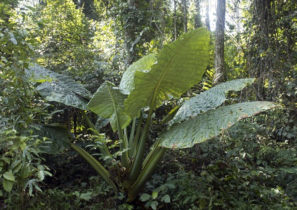 Giant Taro or Elephant Ear (Alocasia macrorrhizos)
