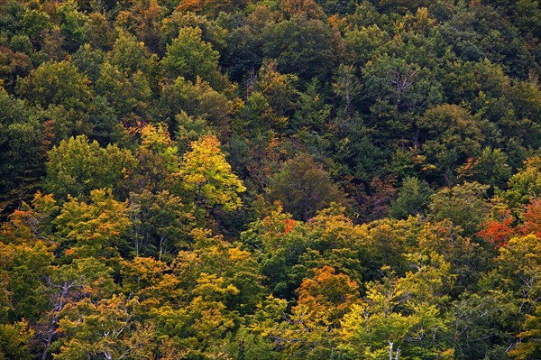 Early autumn colors