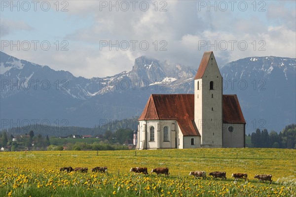 Allgau cows